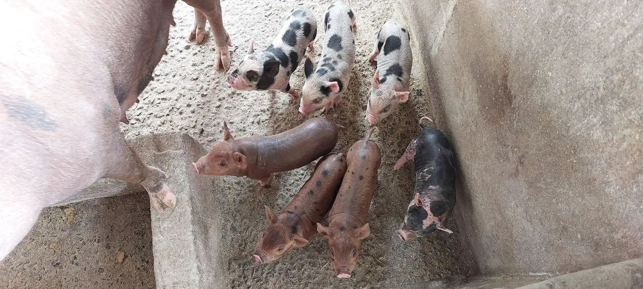 Vendo leitões carunchos. 