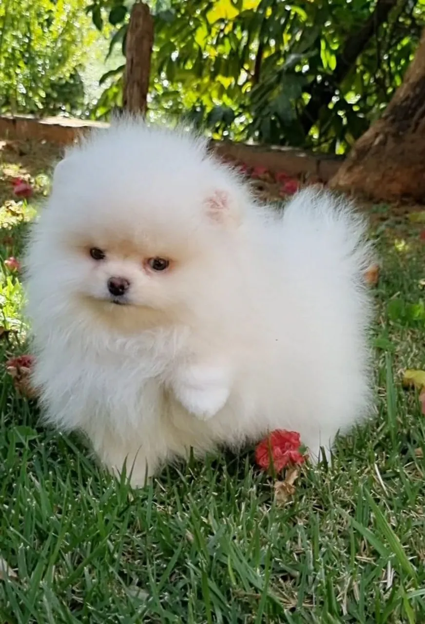 Filhote de Spitz Alemão - Pureza e Fofura