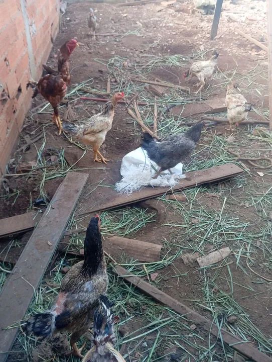 Galinhas caipiras e dois galos índio gigante - Foto 3