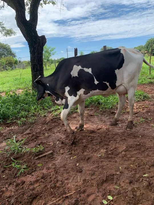 Vaca girolando 2 cria  - Foto 4