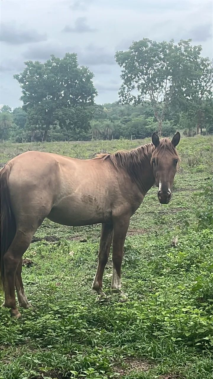 Vendo potra no ponto de domar 