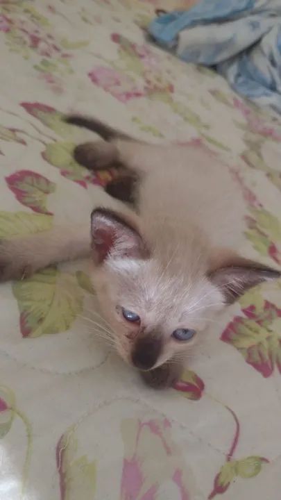 Gatinhos para adoção  - Foto 4