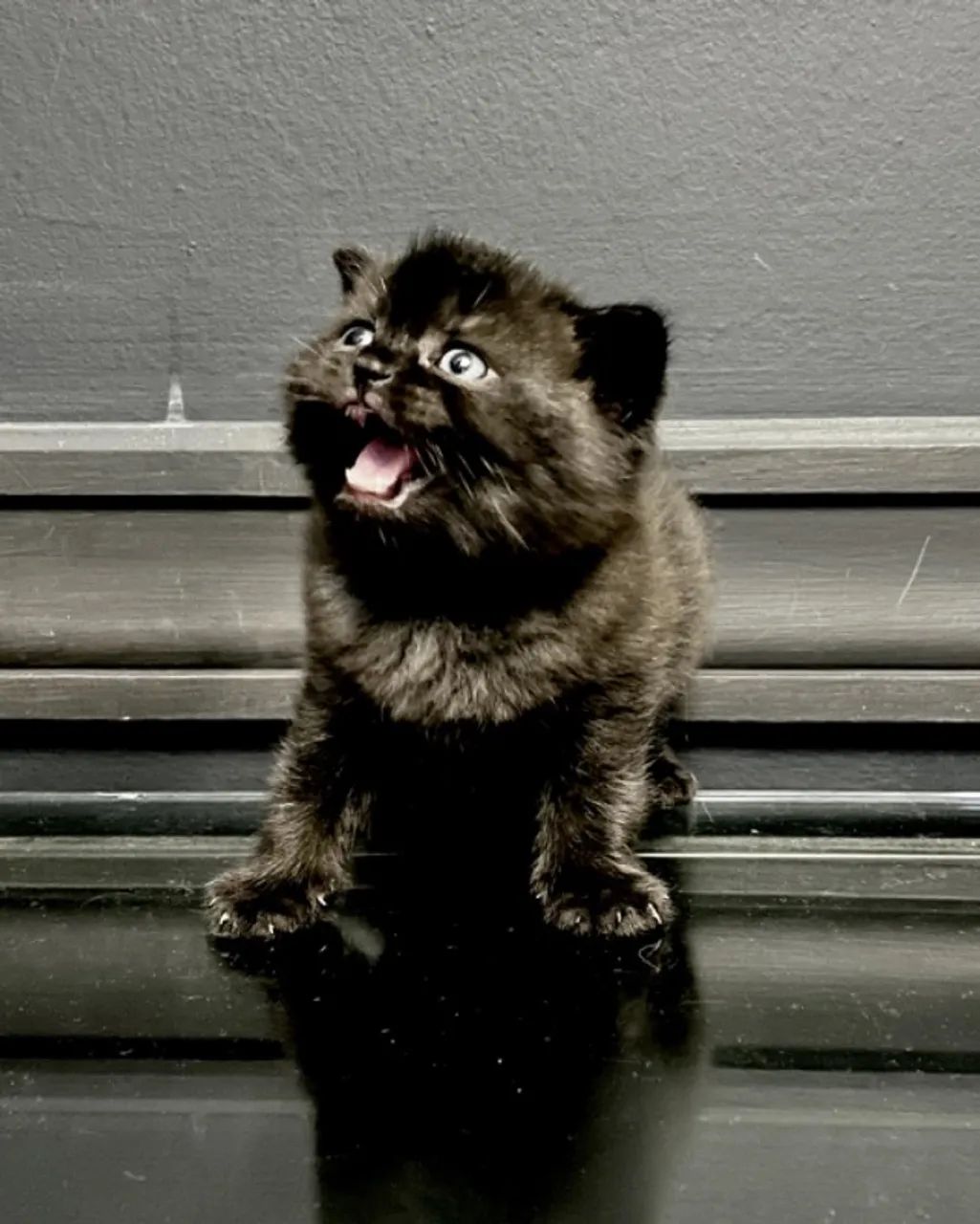 filhotes de gato Scottish Fold - Foto 2
