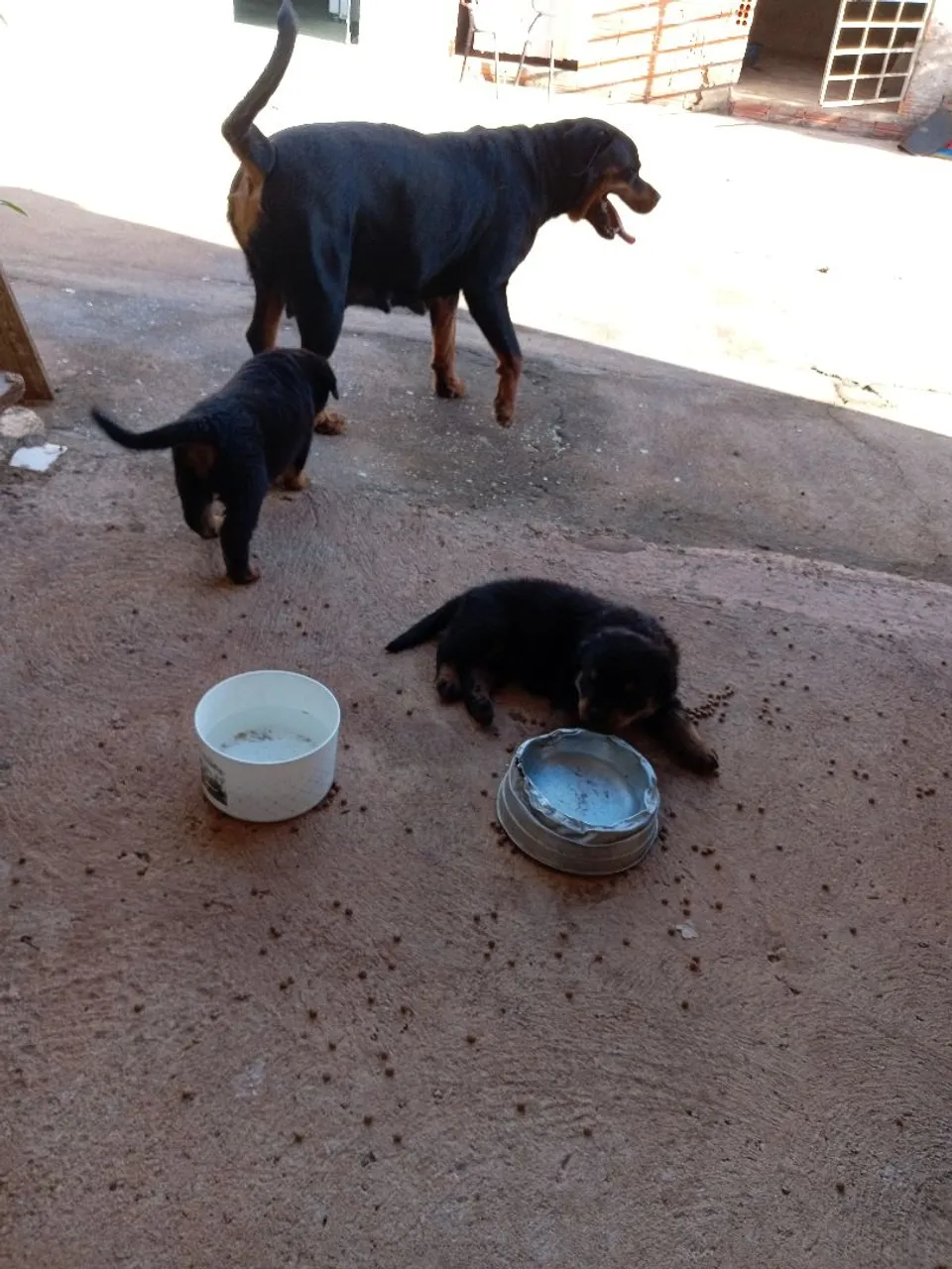 Filhotes de Rottweiler para adoção