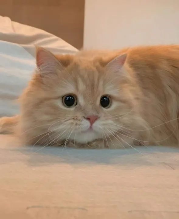 Munchkin Filhotes Encantadores na Cor Red - Foto 2