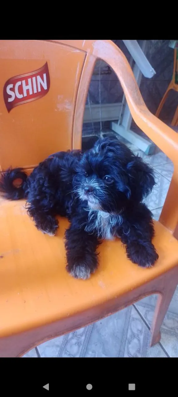 Filhote de Shih Tzu: Peludo e Charmoso!