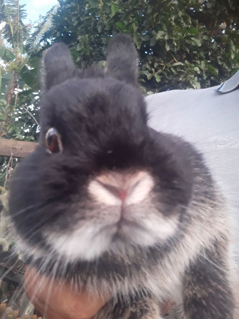 coelho anão netherland dwarf64961612308099123