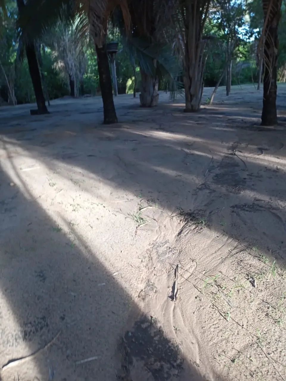 SÍTIO À VENDA  VÁRZEA DE DENTRO (PINTADINHO)  COCOS/BA - Foto 3