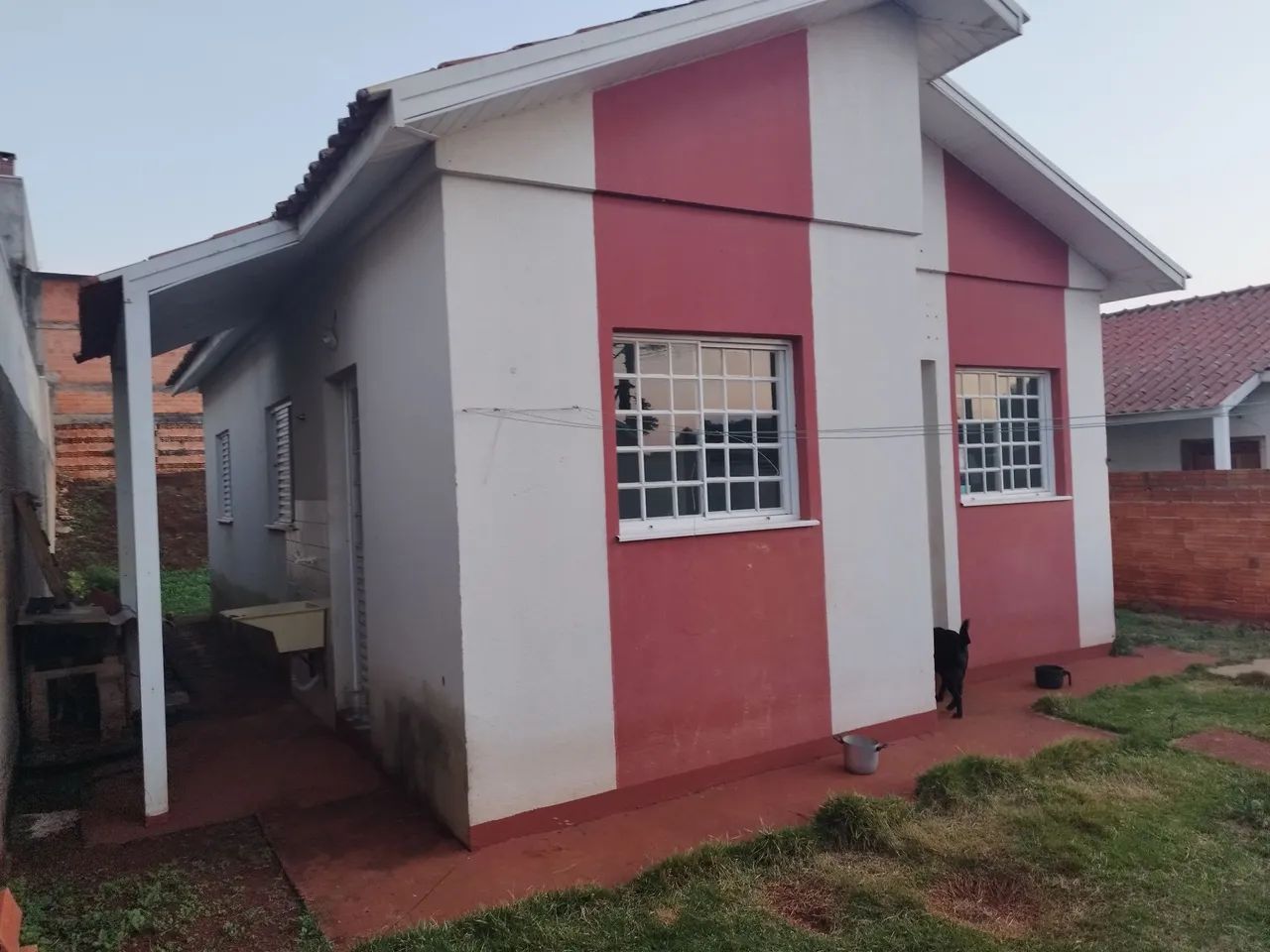 Foto - Ponta Grossa - Cará-cará