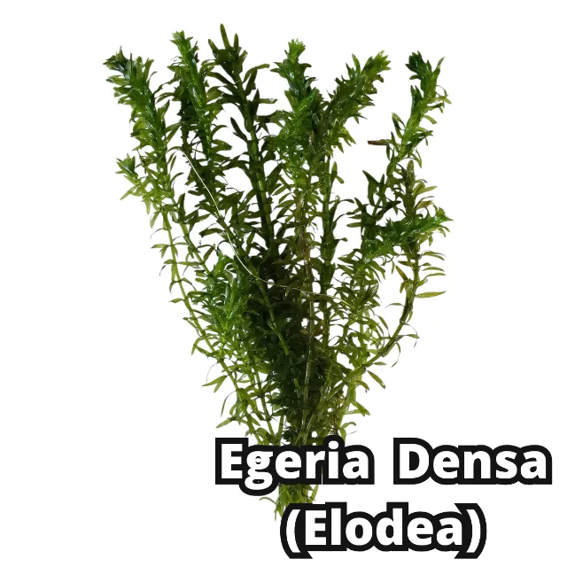 Elodea (Egeria Densa) Linda Planta Natural Aquario Plantado Lowtech
