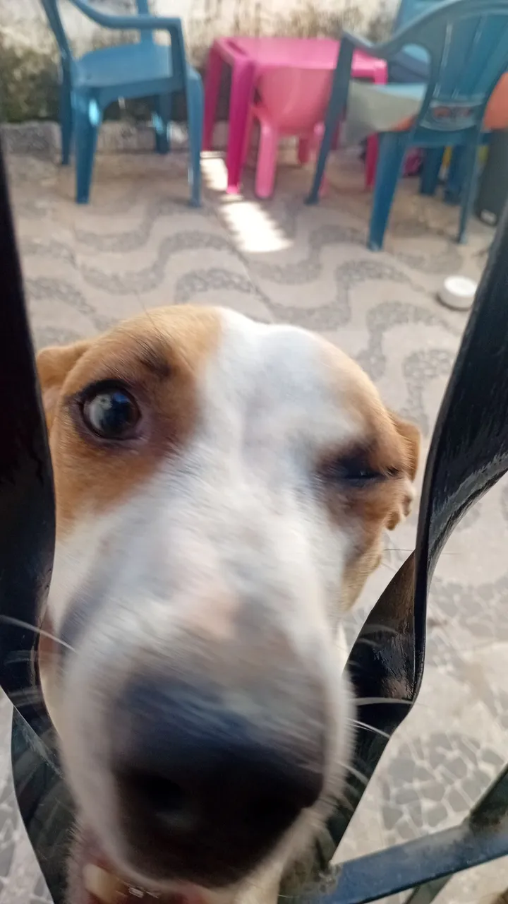 Doando Cachorra
