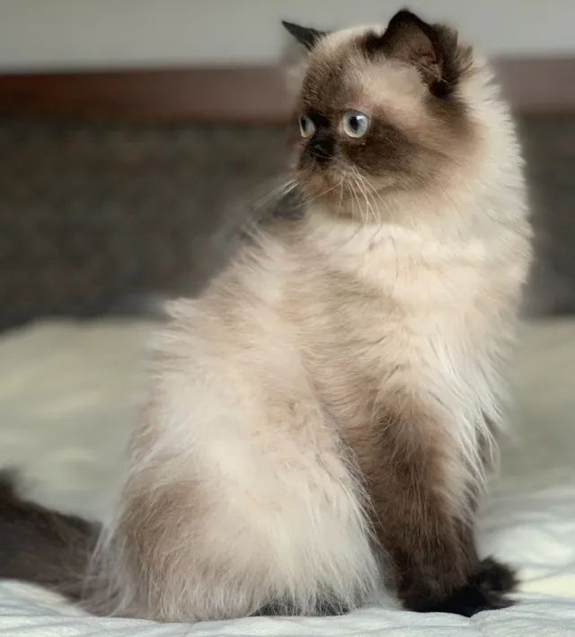 Show de Gata persa Adulta himalaio color point extremada Pelo longo 1 Ano E 4 Meses Linda. - Foto 5