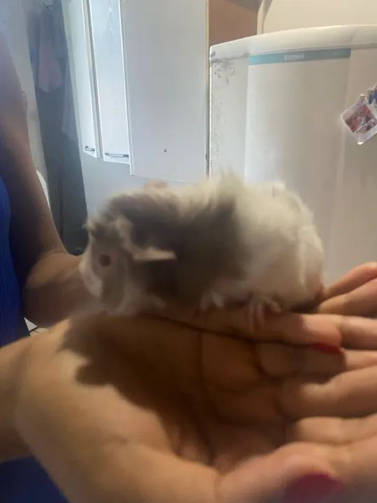 Fofinho porquinho da índia  - Foto 6