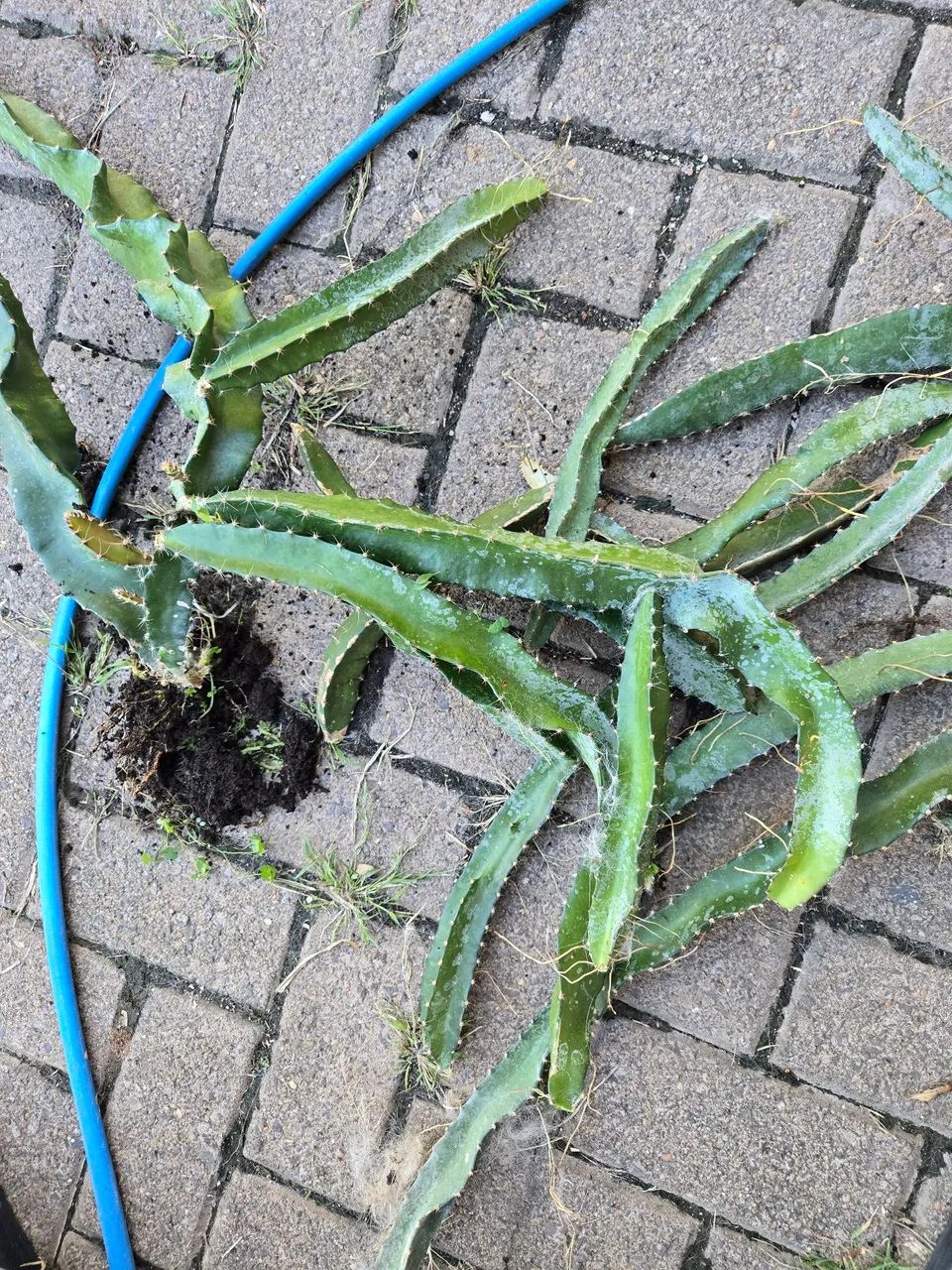 Muda e estaca de Pitaya  - Foto 2