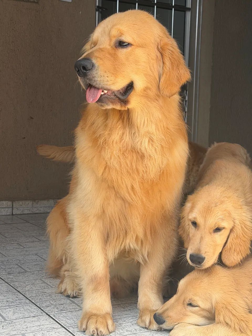 Filhotes de Golden Retriver 