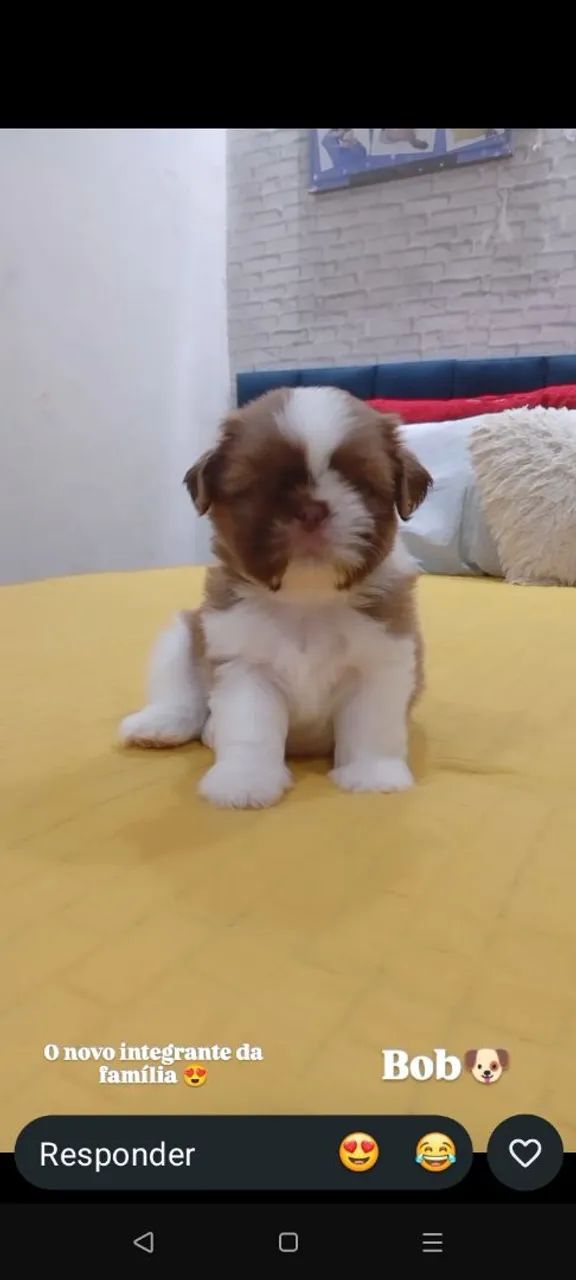 CACHORRINHO