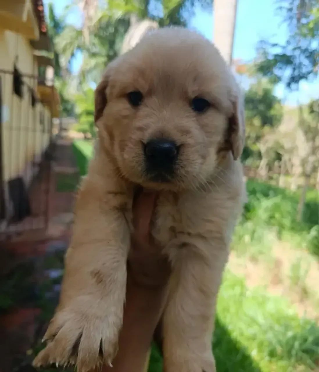 Golden Retriever de alto padrão