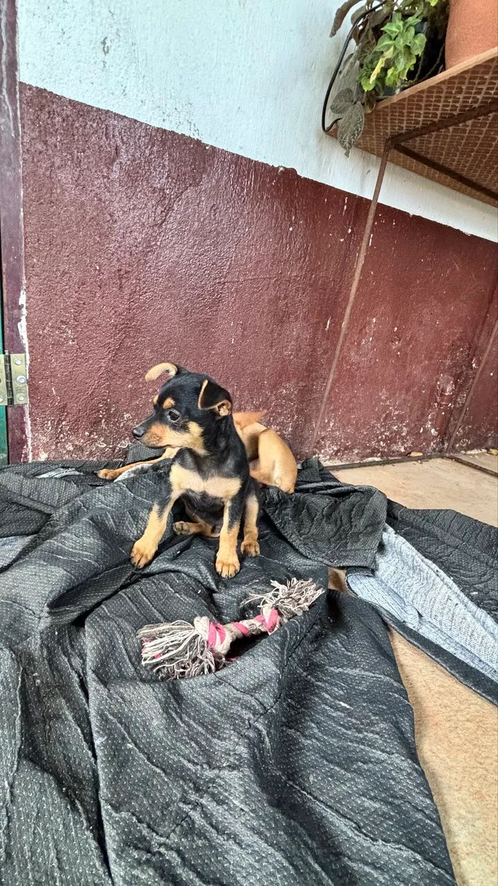 Pinscher  - Foto 3