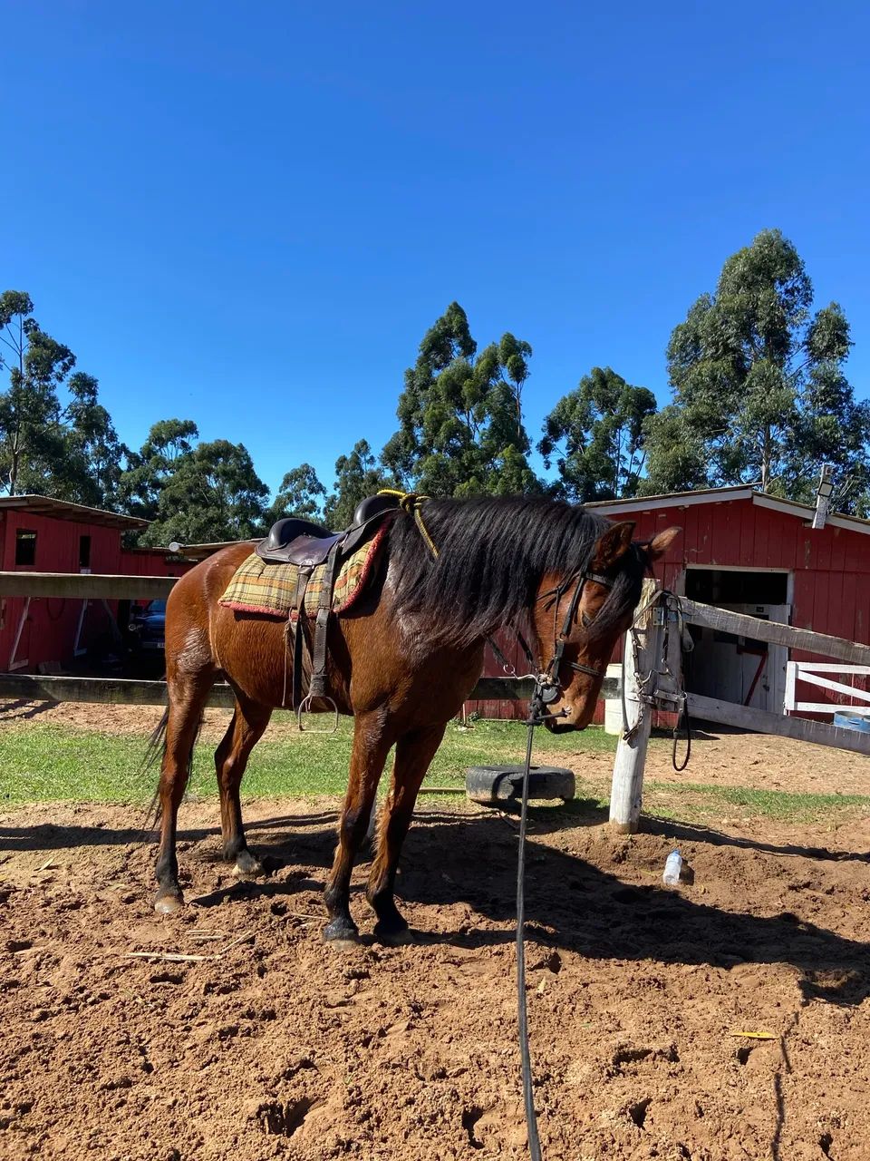 Cavalo mangalarga 
