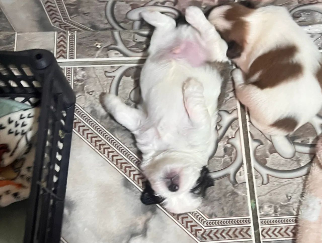 filhotes de shih tzu, tem um com chocolate e com fígado - Foto 2