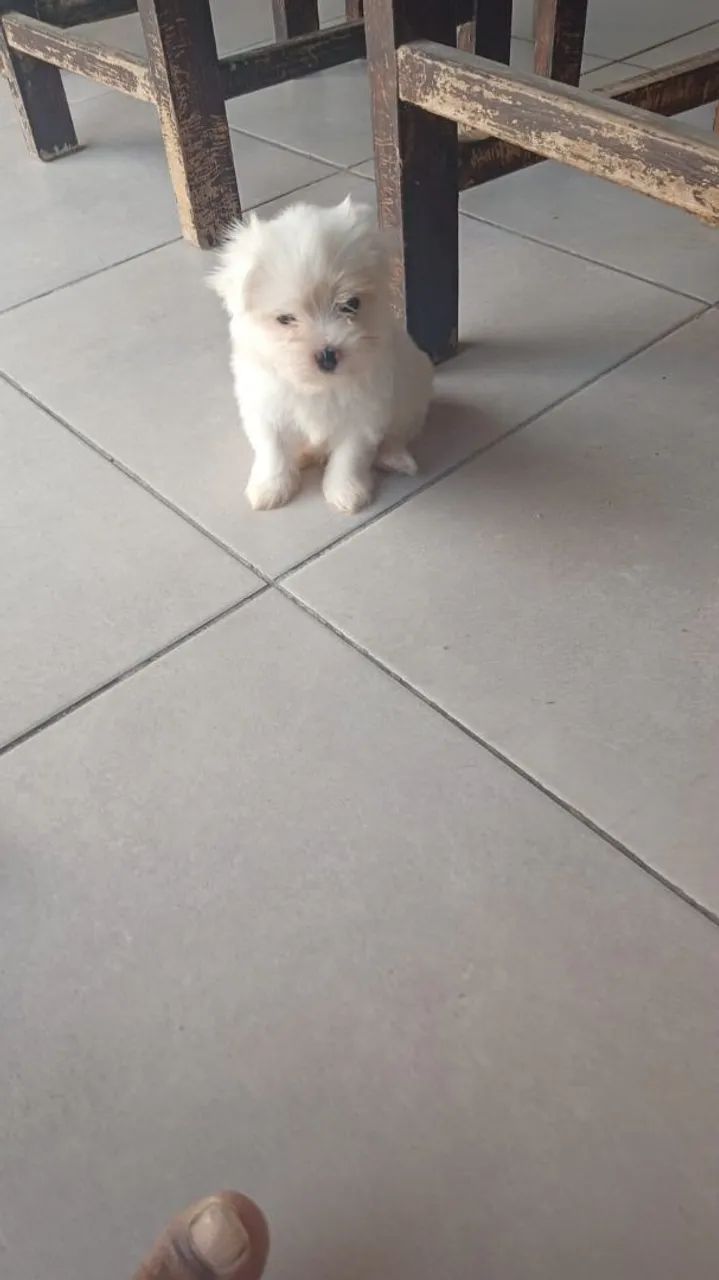 Maltês Macho!! 
