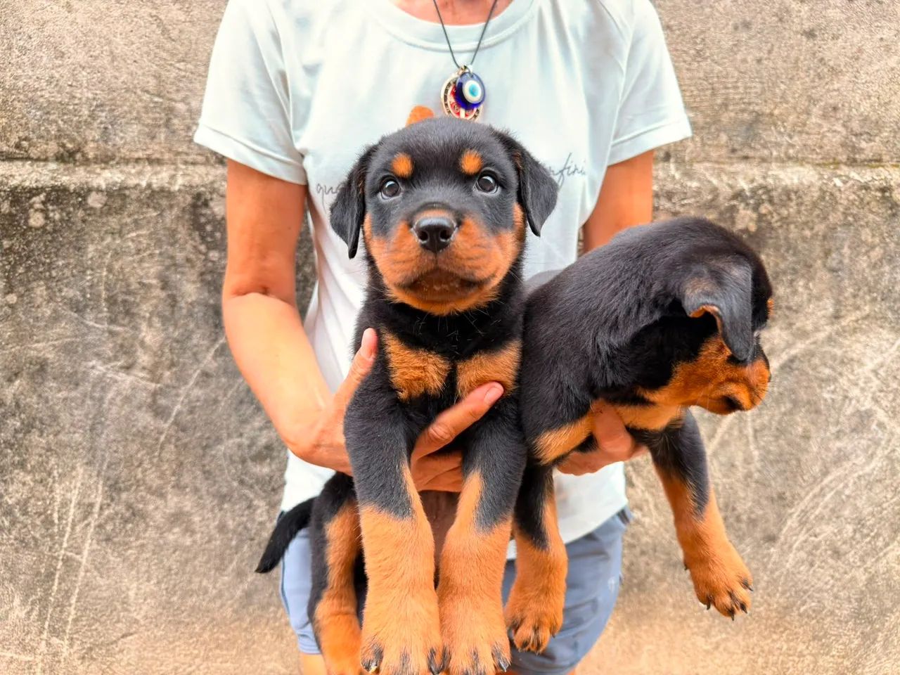 Rottweiler filhote