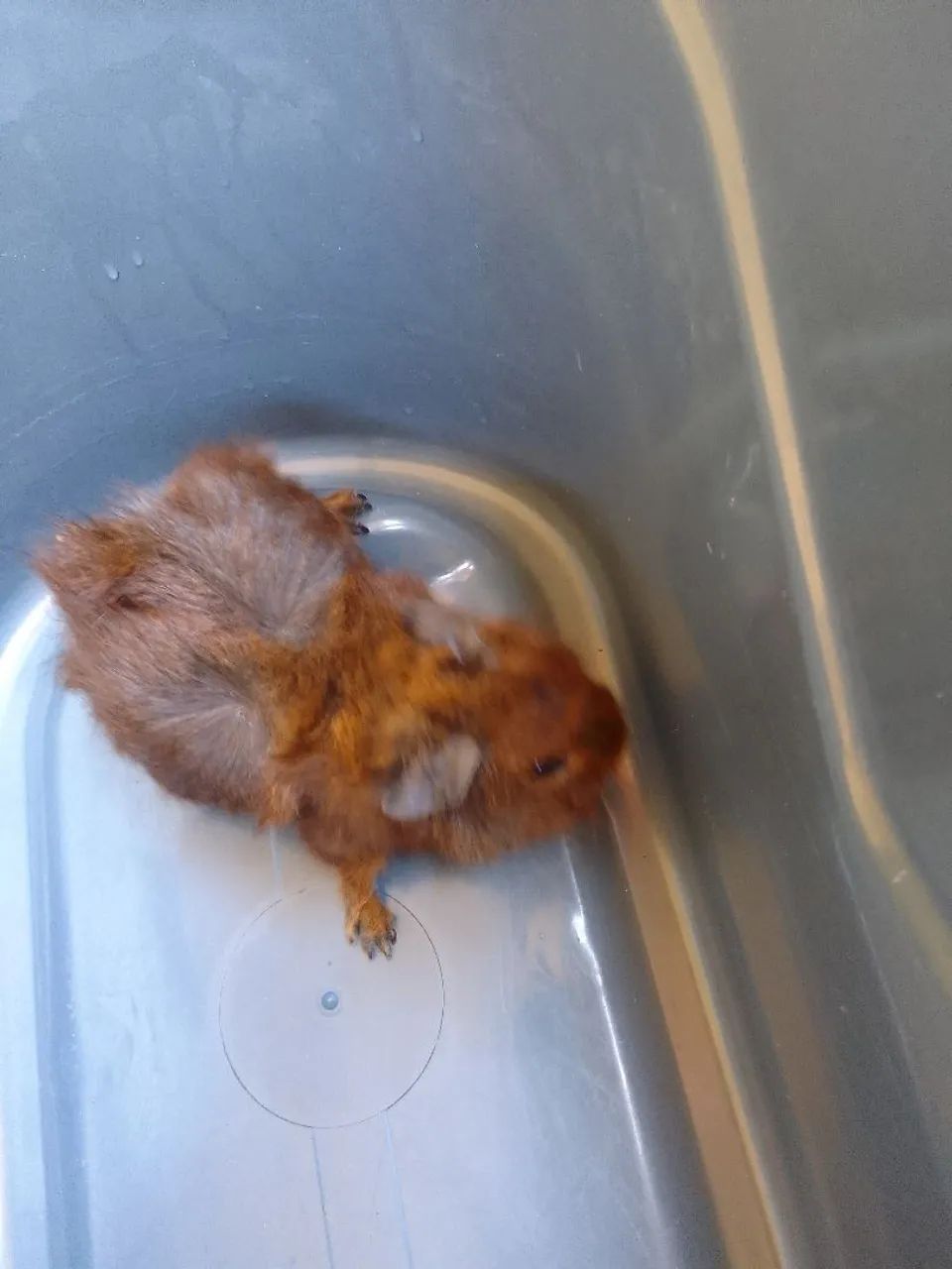 Porquinho da Índia  - Foto 3