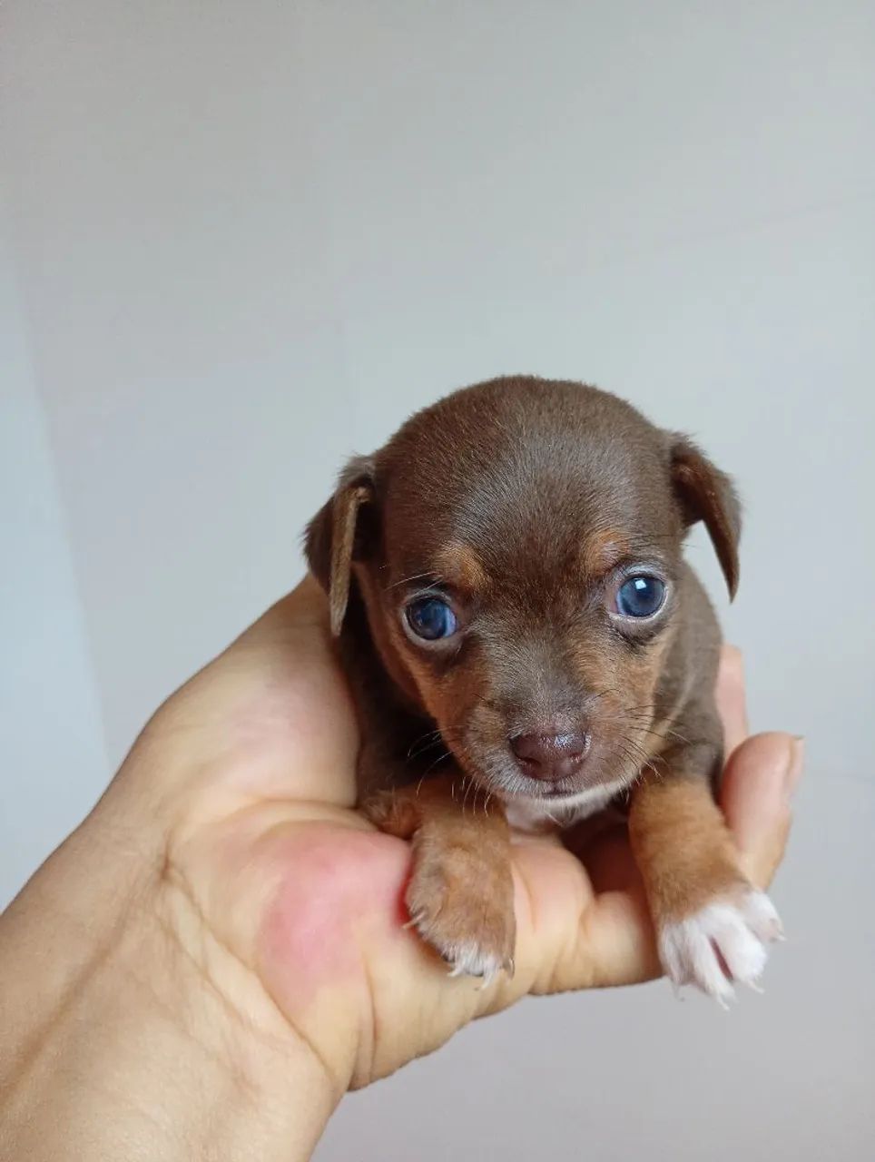Pinscher1 - Foto 4