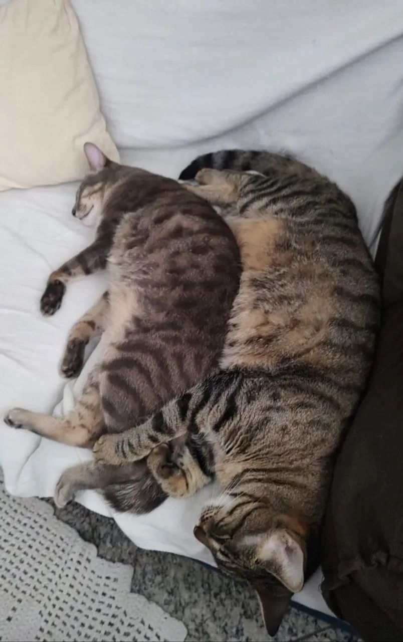Casal de gatos