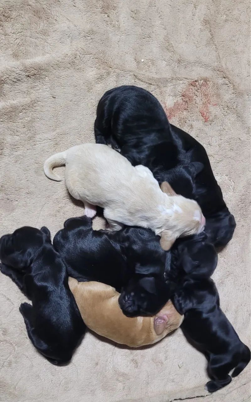 Filhotes de cocker Spaniel Inglês 