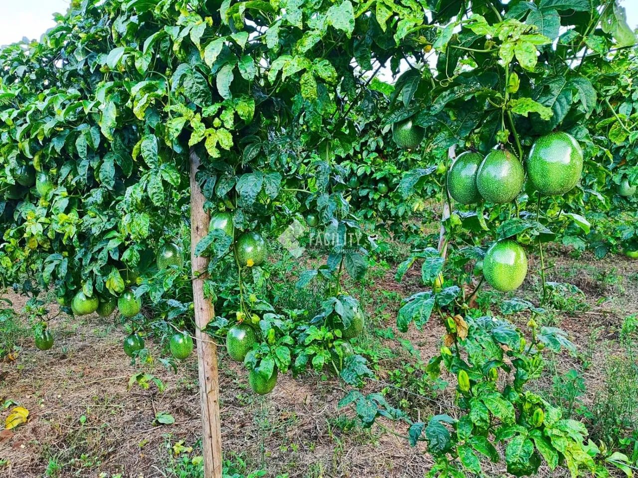 Sitio produtivo em São Miguel Arcanjo - SP - Foto 5