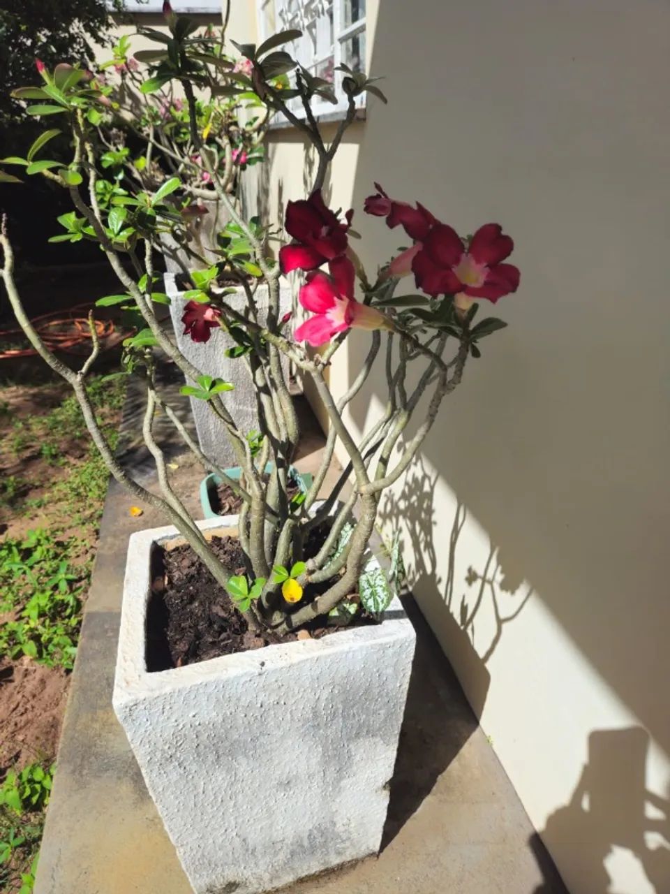 Vaso comprido de rosa do deserto