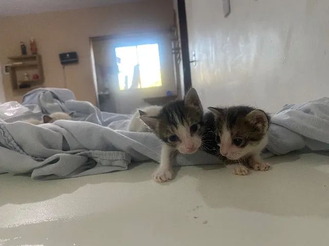 Adoção de gatinhos  - Foto 4
