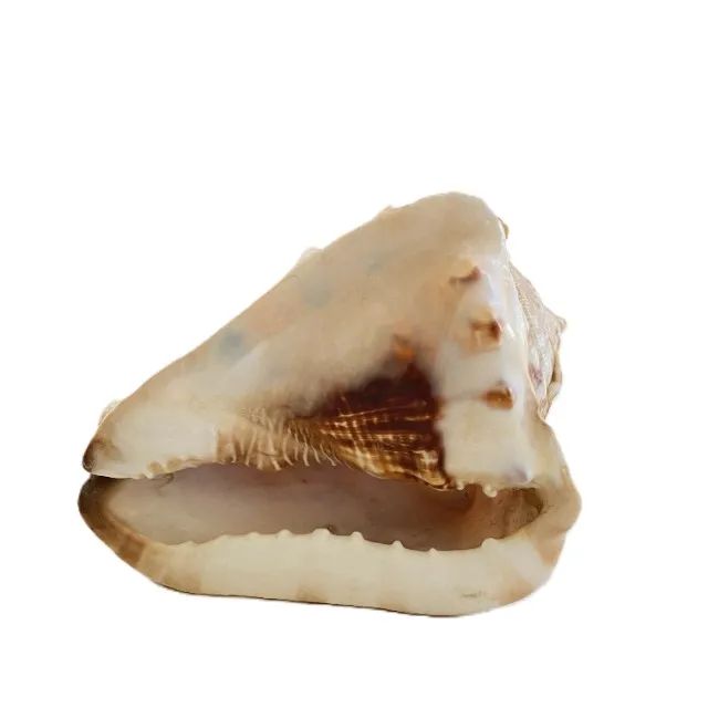 Concha cypraecassis rufa
