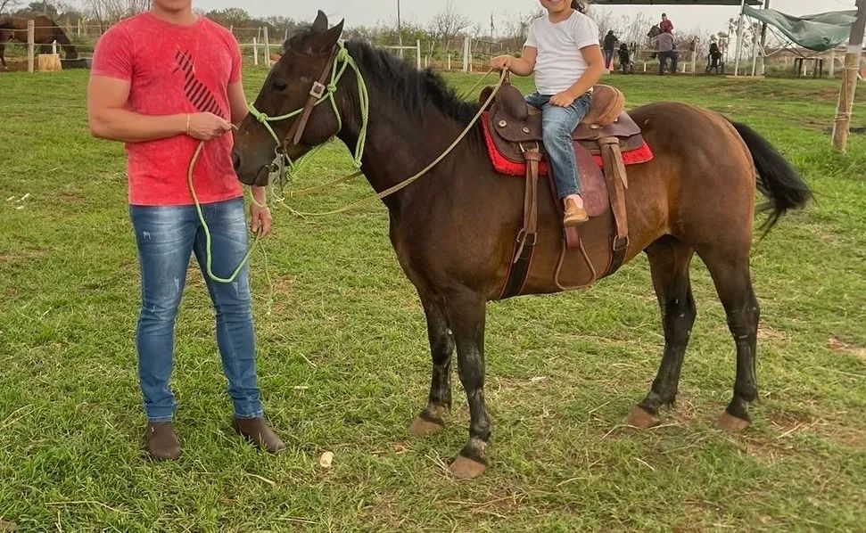 Cavalo piquira muito bem cuidado. - Foto 4