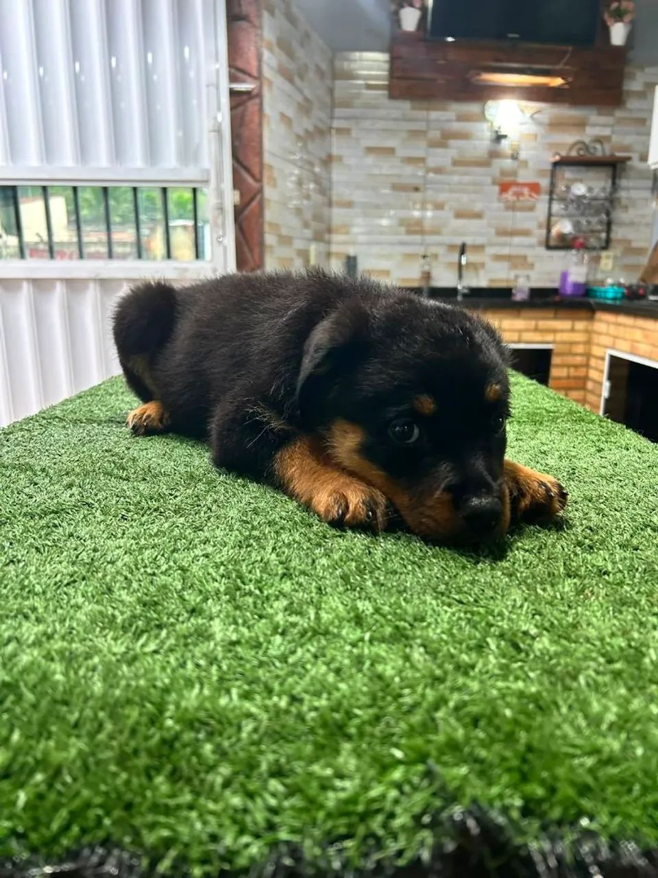 Rottweiler  - Foto 3
