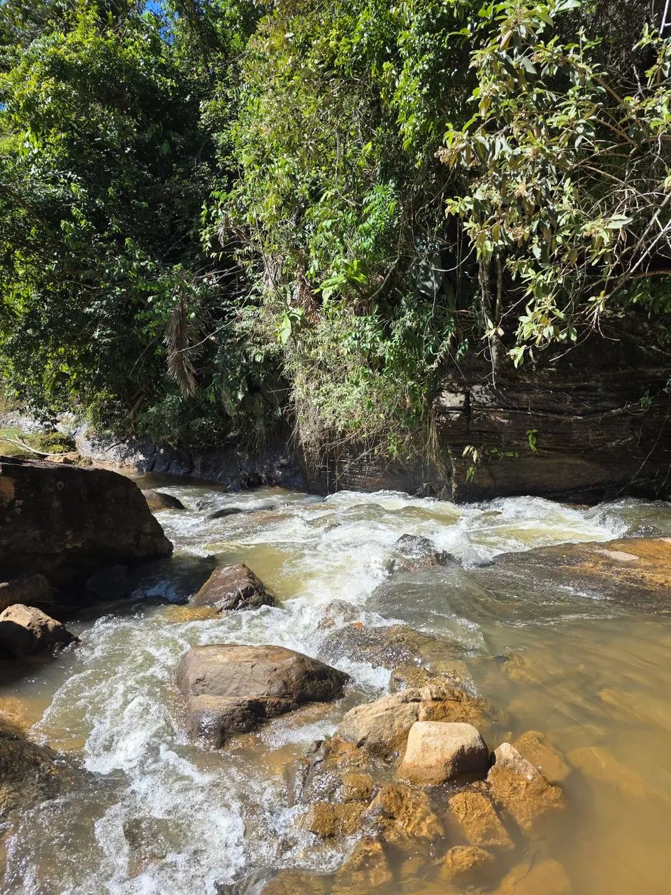 FAZENDA FLORESTA Chácara 4500 metros  - Foto 4