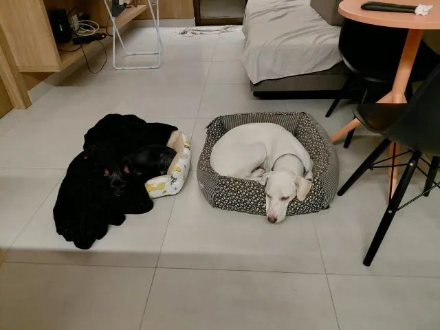 Adoção responsável cachorros