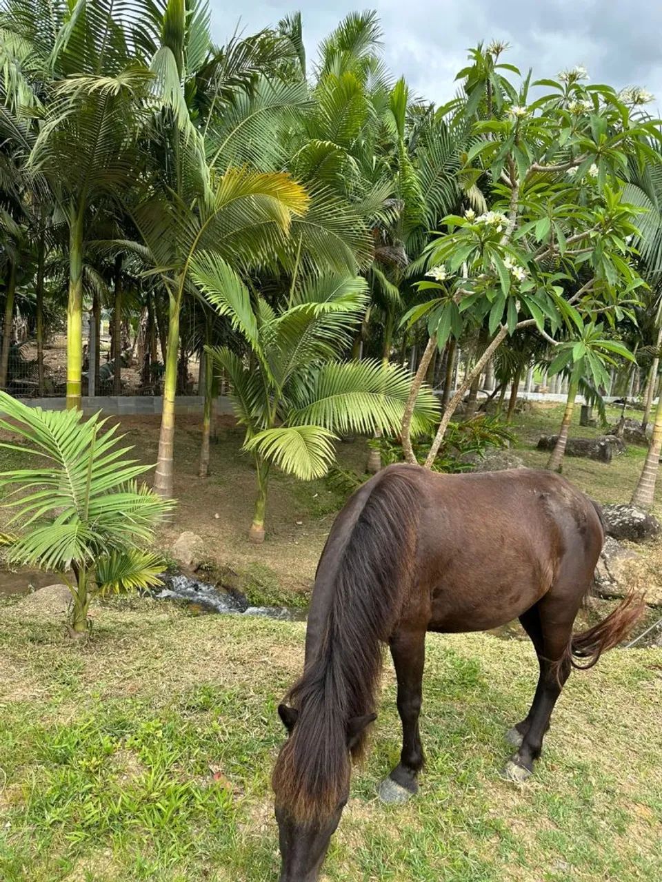 Vendo pônei  - Foto 4