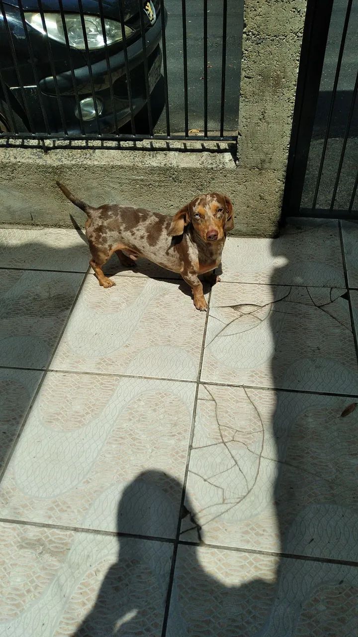 Dachshund mini macho para cruza