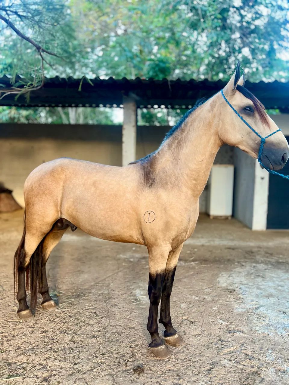 Cavalo garanhão , égua prenha e potro Campolina - registrados e filhos de campeões  - Foto 3