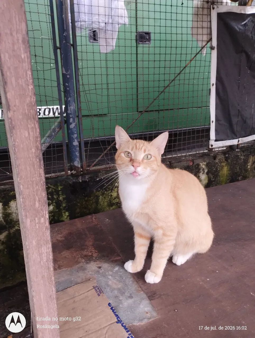 Macho laranja, castrado, 1 ano - Foto 4