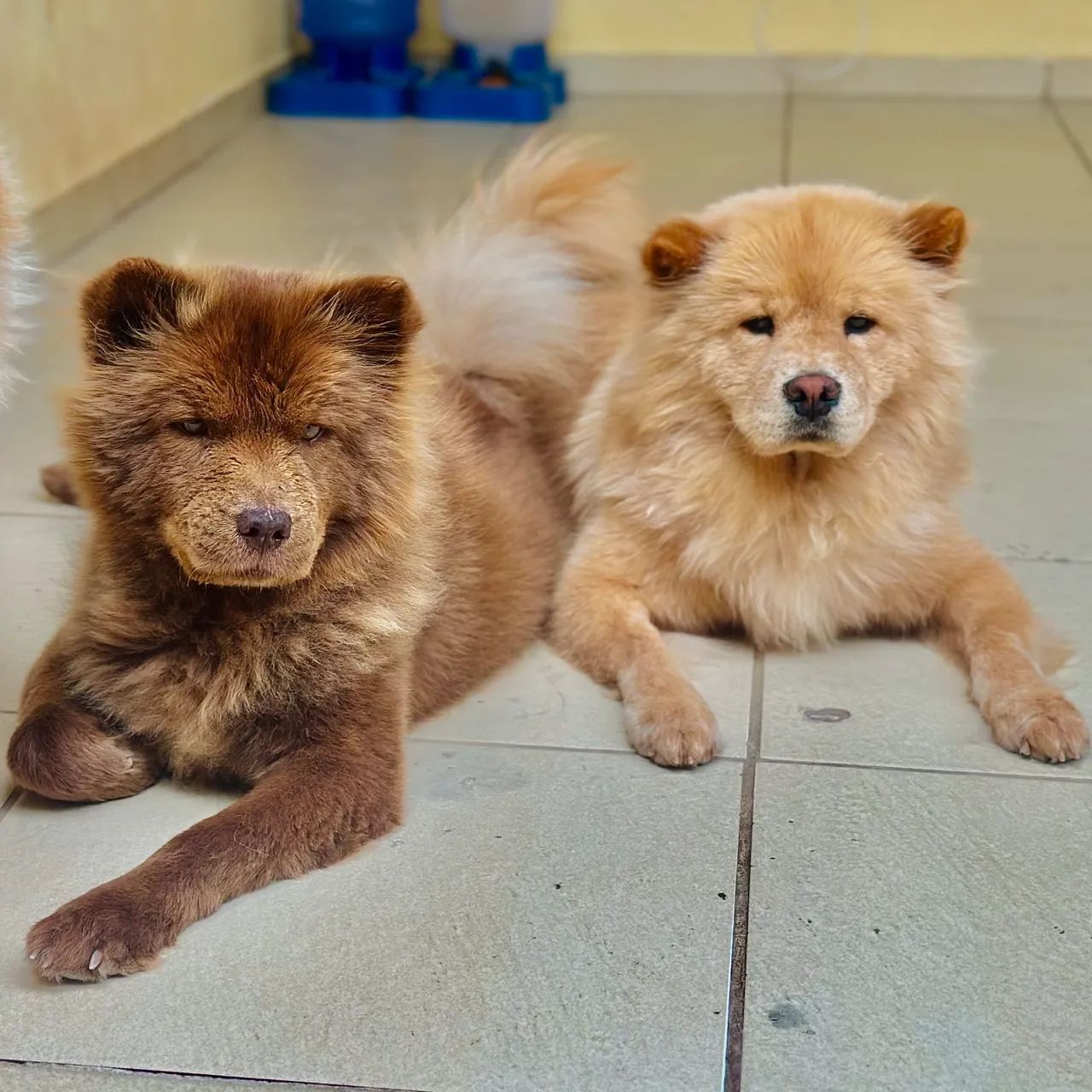 FILHOTES DE CHOW CHOW - Foto 2
