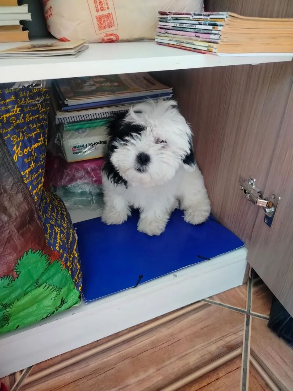 Filhote de LHASA APSU  machinho pirata.