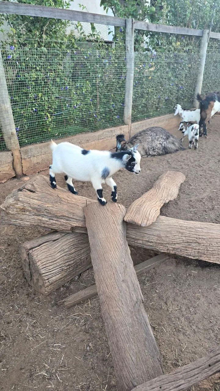 Mini cabra / mini bode / para ser seu pet - Foto 2
