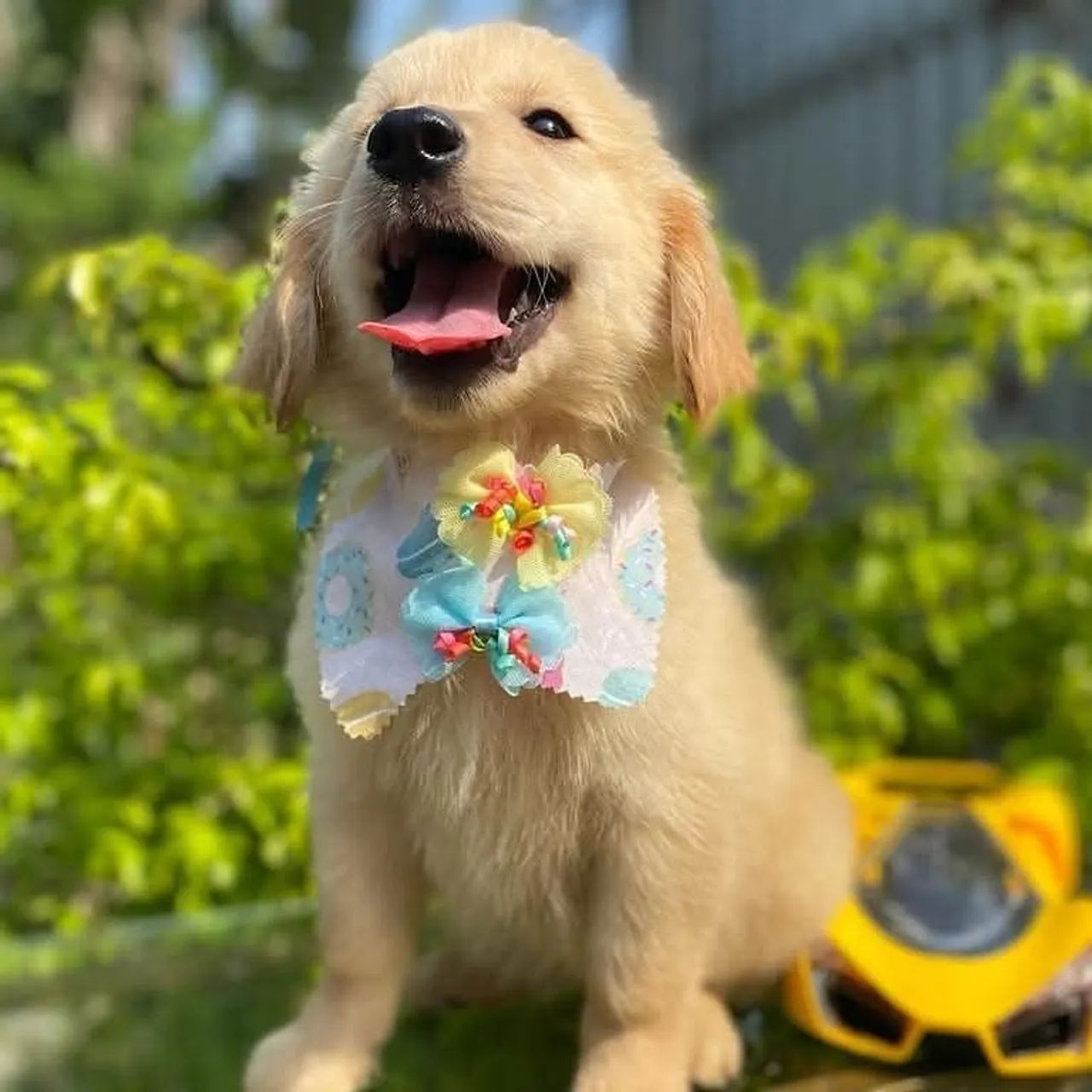Filhotes de Golden retrievier com micro chip e pedigree  - Foto 3