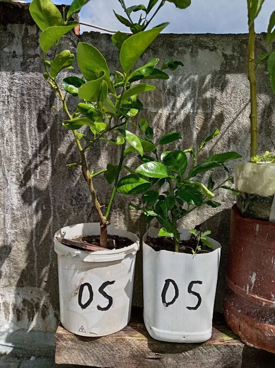 Mudas de Laranja Lima