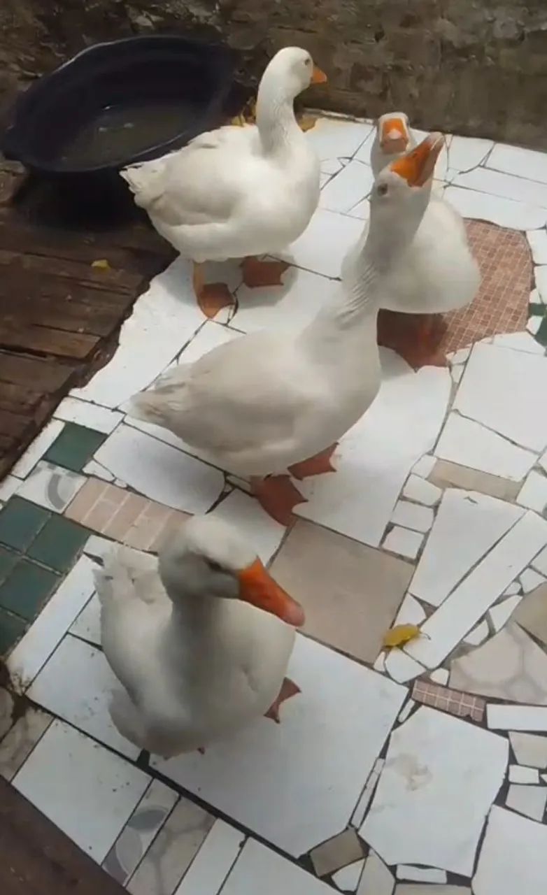 VENDO GANSO SINALEIRO MACHOS  - Foto 2