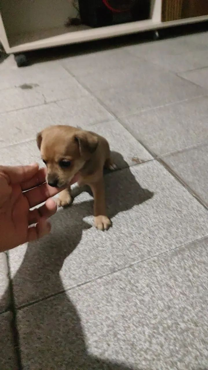 Pinscher  - Foto 4