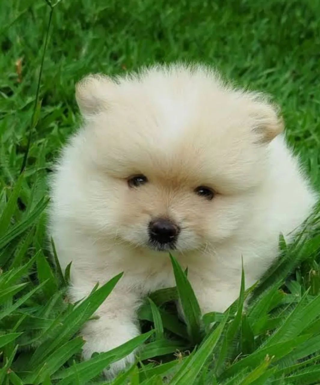 Spitz anão Macho  - Foto 3